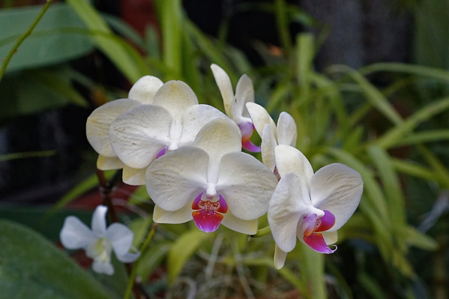 Kandy-Botanical garden-074